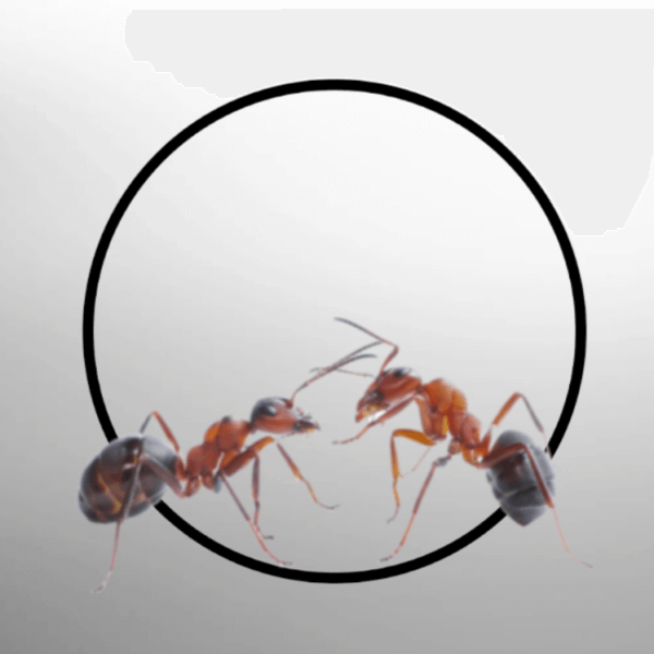 Ant Removal