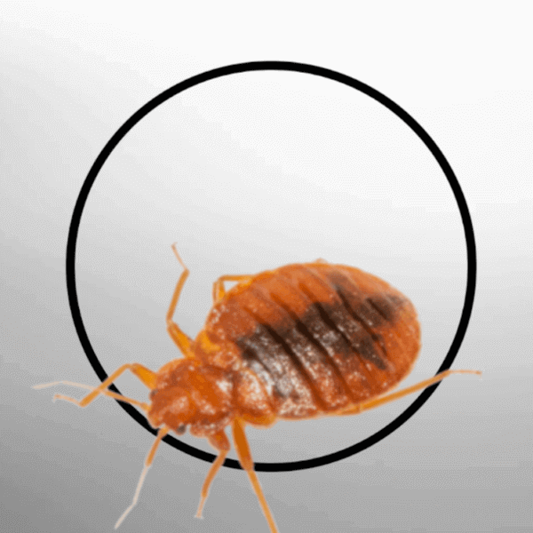 Bed Bug Eradication