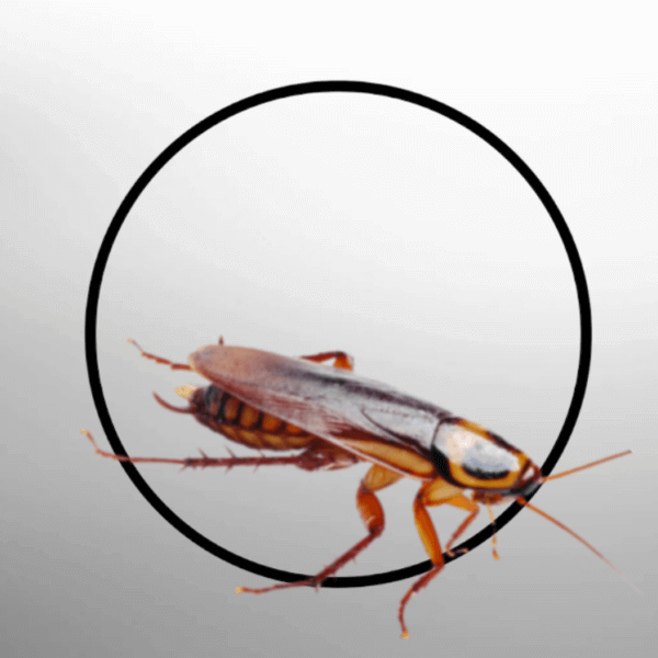 Cockroaches