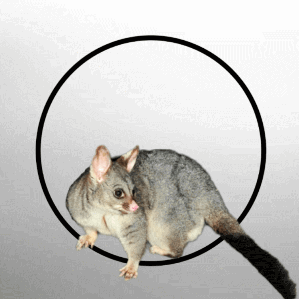 Safe Possum Removal